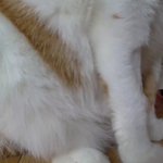 나의 동거묘 <b>도칠</b>이 카메라 사랑과 밀착사진.