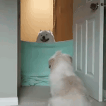 [댓글부탁해] <b>심지</b>수 라는 이름 ㅇㄸ