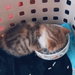 [댓글부탁해] 홍원이<b>네집</b> 앞에 텐트치고 살고싶다