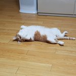 [고양이] <b>개냥</b>이 돼냥이 율무의 일상 2