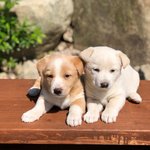 공장 유기견에서 시골 낭만견으로