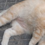 [고양이] 제가 사랑에 빠진 길냥입니다~!!