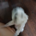 밥 먹는데 댕댕이 <b>난리남</b>