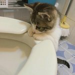 <b>변기물</b>내려가는게 신기한 고양이