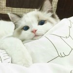 [조언부탁해] 아는<b>애중</b>에 진짜 조카 이쁜애가있는데