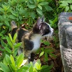 [고양이] 냥줍인지 <b>간택</b>인지