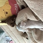 [강아지] (사진)강아지 헐크 왔어요^^