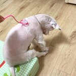 [드루와] 쌍수<b>허락</b>맡을려고 문자 보낼건데 도와쥬ㅗ..
