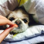 아 우리 댕댕이 다시 한 번만 더 보고싶다