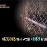 [강아지] 개농장 실태. 애완견??? 식용견???