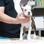 [방탈죄송] 분양보낸 <b>마루</b>가 학대를 당하고 돌아왔습니다.