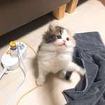 [고양이] 혼자보기 아까운 우리집냥이