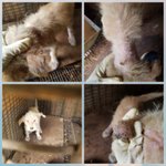 [강아지] 김제보호소 피부병 애기