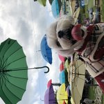 [강아지] 개캉스 다녀왔어요^.^