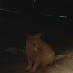 [고양이] 우리집 앞 길냥이 <b>밀크티</b>.