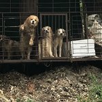 [강아지구조] <b>폭염</b>속강아지들좀 도와주세요