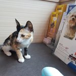 [고양이] 냥줍한 행아 이야기 2