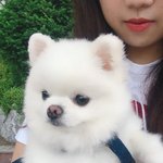 <추가>애견동반카페에서 카페주인이 키우는 불테리어에게 물려 죽은...