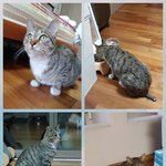[꼭봐주세요] 호야가족을 찾습니다.