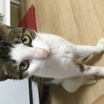 [고양이보호] 아파트 단지에서 발견된 고양이에게 좋은 가족을 찾아주고...