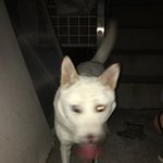 [백구] **심각** 오토바이에 묶인채 달리던 진돗개 구조