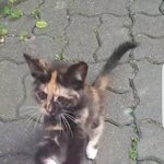 [댓글부탁해] 길냥이가 내 지갑에 냥냥<b>펀치</b>함 ㅠ