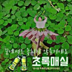 +수정)+)강동호 초록<b>매실</b>