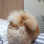 우리집개 엉덩이털이 ㅈㄴ <b>풍성</b>해서