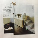 고양이 두마리 냥집사라는 서강준
