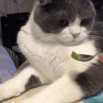 [드루와] 먹어도 살 <b>안찌</b>는 능력 vs 10억 뭐 선택할거야?