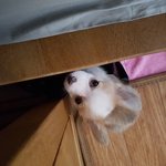 [강아지] 우리집 귀염둥이 코기를 소개합니다