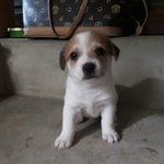 +)강아지 이름 지어줄사람 ㅜㅜㅜ