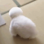 [EXO] 강아지 너무키우고싶었는데 맘 바뀜