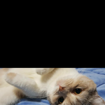 다음달에 일주일동안 울집에 고양이<b>온다</b>