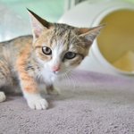 [고양이] 시아/코숏(삼색냥)/<b>여아</b>/3개월추정    *사람과 가까워지고...