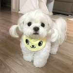 [댓글부탁해] 렌즈 처음켜봤는데 <b>내</b> <b>눈</b>이 너무 작아..