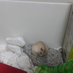 햄스터 임신기간이 18일이라고 하는데