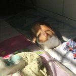 [댓글부탁해] 우리집<b>야옹</b>이 완전 모델 그자체ㅠㅠㅠ