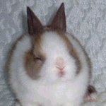 [방탄소년단] 타팬인데 방탄소년단 참 대단한 것 같아