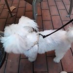 강아지 데리고 <b>산책</b>나왔는데