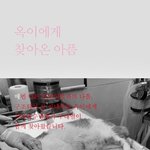 구내염과 치아<b>흡수</b>병변이라는 아픔이 함께 찾아온 옥이