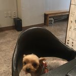 <b>울집</b> 멍멍이 봐라
