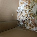 방금 새끼낳는거 포착하는데 성공~~~