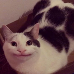 <b>예의범절</b> 고양이 닮은 슈가