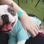 [강아지] 학대당한 (마루) <b>세</b><b>찌</b>근황이예요