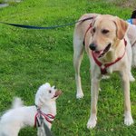 [댓글부탁해] <b>대형</b>견 처음 봐서 신난 울 <b>댕댕이</b> 봐줘