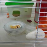 햄스터 새끼낳는 장면은 유튜브에 올렸음..