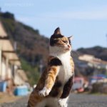 엉 <b>동일</b> 흔드러봐