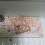 2시간넘게 8마리를 출산했는데~~~