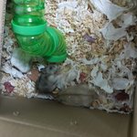 내가 관찰해보니 햄스터는 암컷혼자보다는